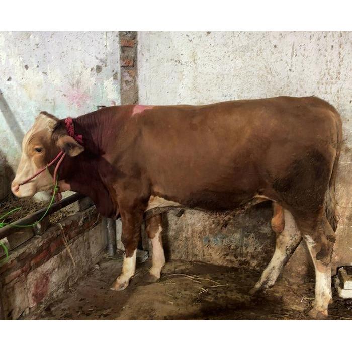 Sapi Kurban ISTIMEWA LIMOSIN SIMENTAL MADURA by Rizki Kurban RPH Bekasi, terima sembelih dan daging
