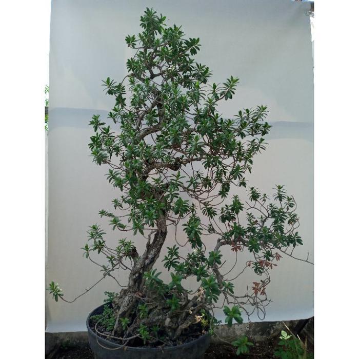 Bonsai Bahan Bonsai Santigi Karang Sulawesi Tual