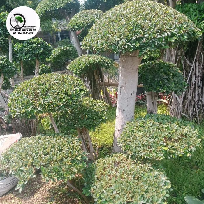 POHON BONSAI CEMARA ELEGEN,MICRO,UDANG,KOREA TINGGI 1-2 METER UDAH JADI DAN RIMBUN FREE ANTAR DEPAN