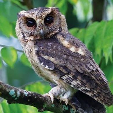burung celepuk dewasa pilihan