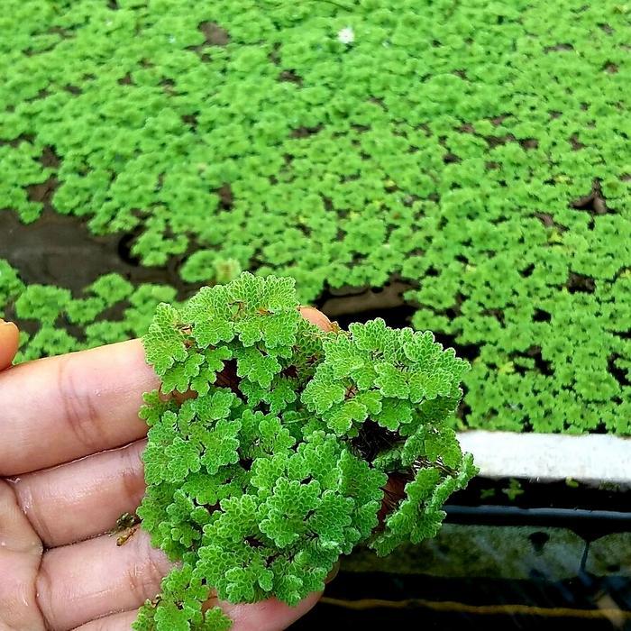 Bersama_Kitaa Azolla 1 Kg & Wolffia 500 Gram - Pakan Alternatif Alami