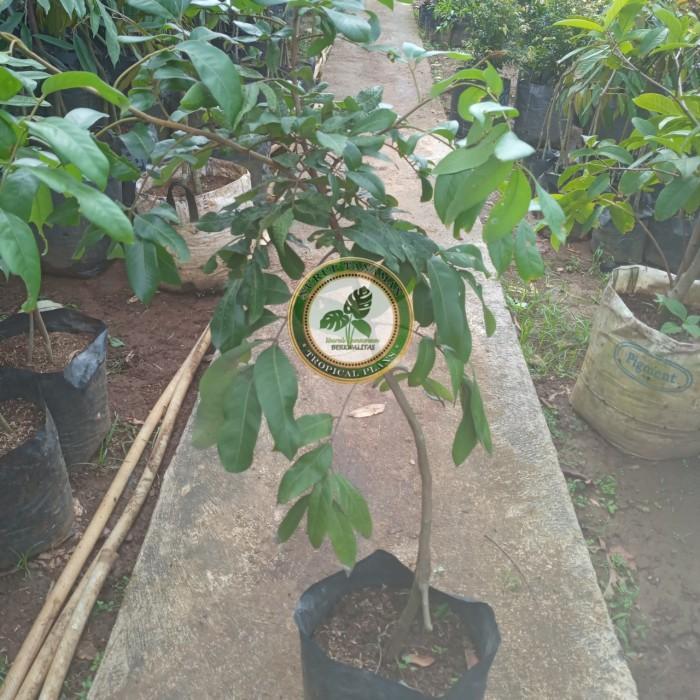OBRAL Bibit Pohon Kelengkeng Itoh / Tanaman Buah Lengkeng Itoh Super ATZX super