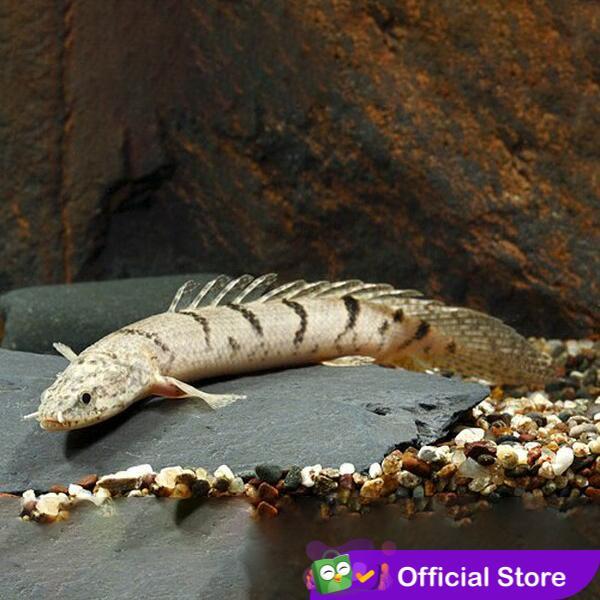 Palmas Delhezi / Ikan Predator / Ikan Hias Aquascape Tbk