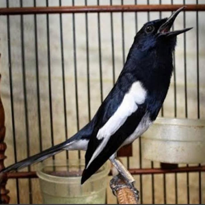 burung kacer bahan pilihan