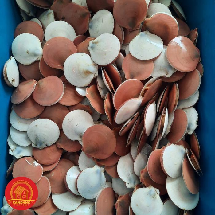 Promo Kerang Simping Scallop Fresh Segar Terlaris