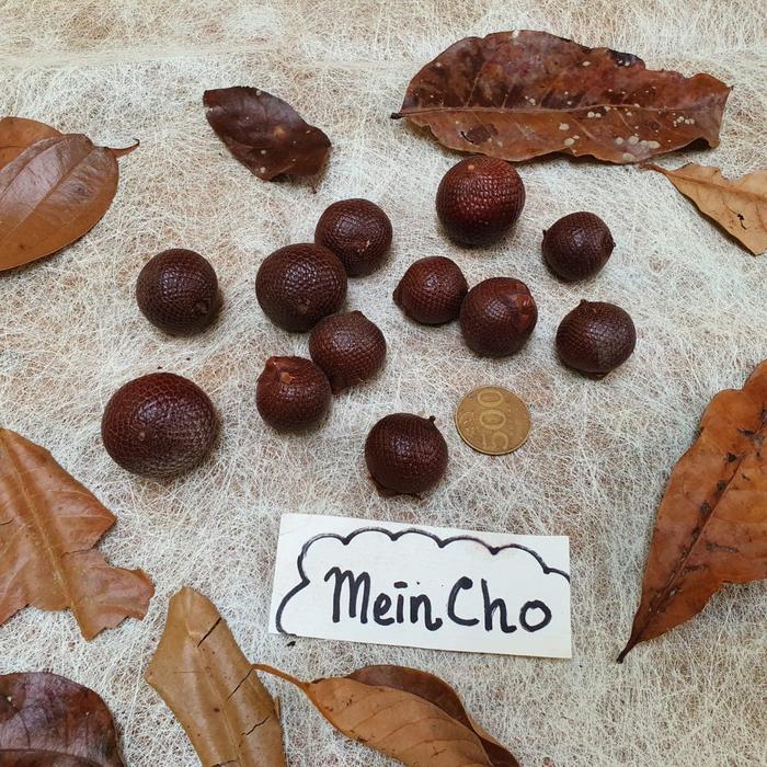 (5 biji) Biji Rotan BULAT SALAKAN Buah Rotan BULAT Dekorasi Rustik