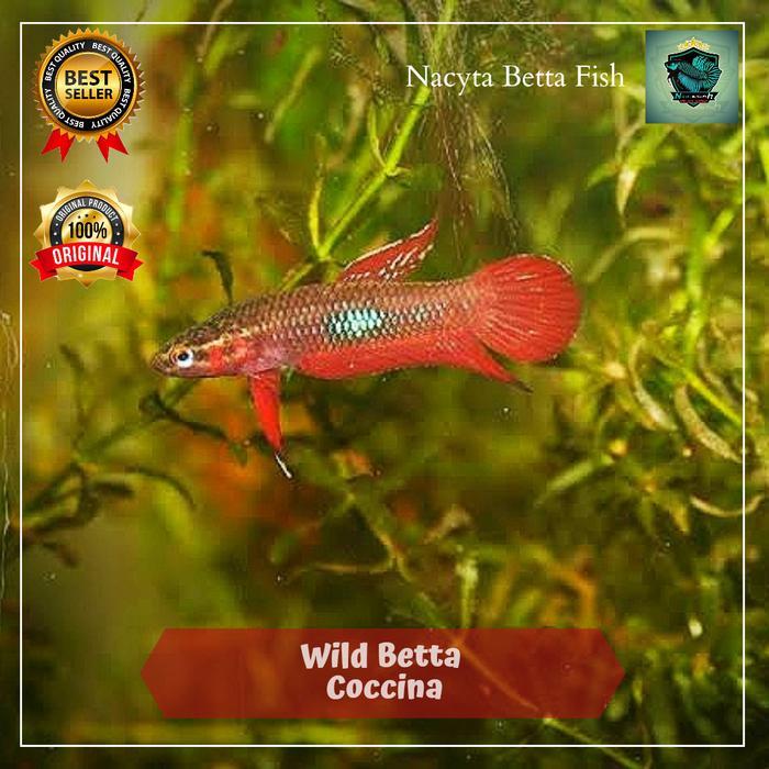 NEW PRODUCT WILD BETTA COCCINA