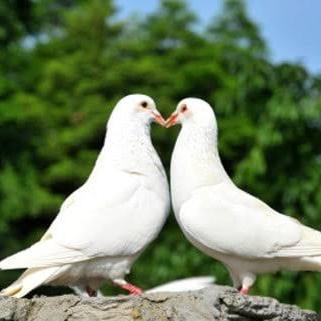 Burung Merpati Putih Jodohan Siap Produksi
