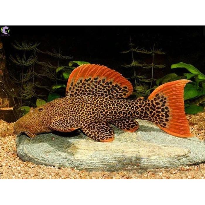PLECO L600 LEOPARD CACTUS size 9-11cm