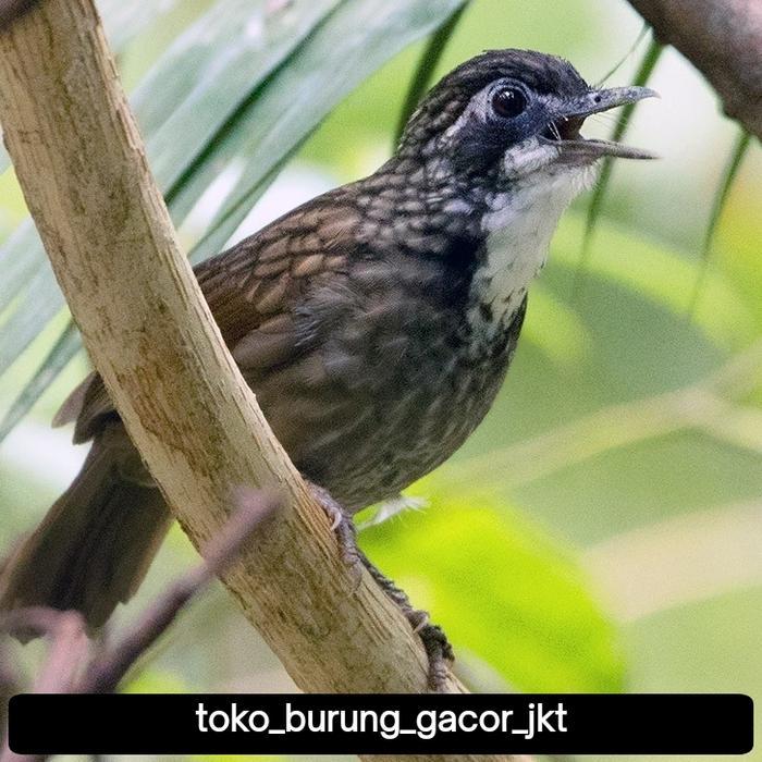 burung poksay rowo rowo rajin bunyi dan sudah voer total pilihan