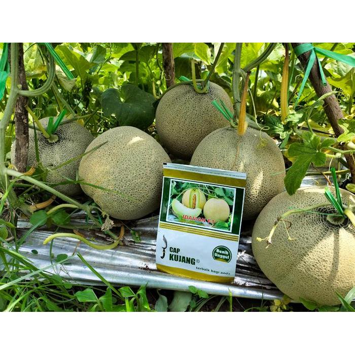 Merayakansenja Benih Melon Melone F1 50 Biji Asli Cap Pacul Unggul Manis Tahan Penyakit Disukai