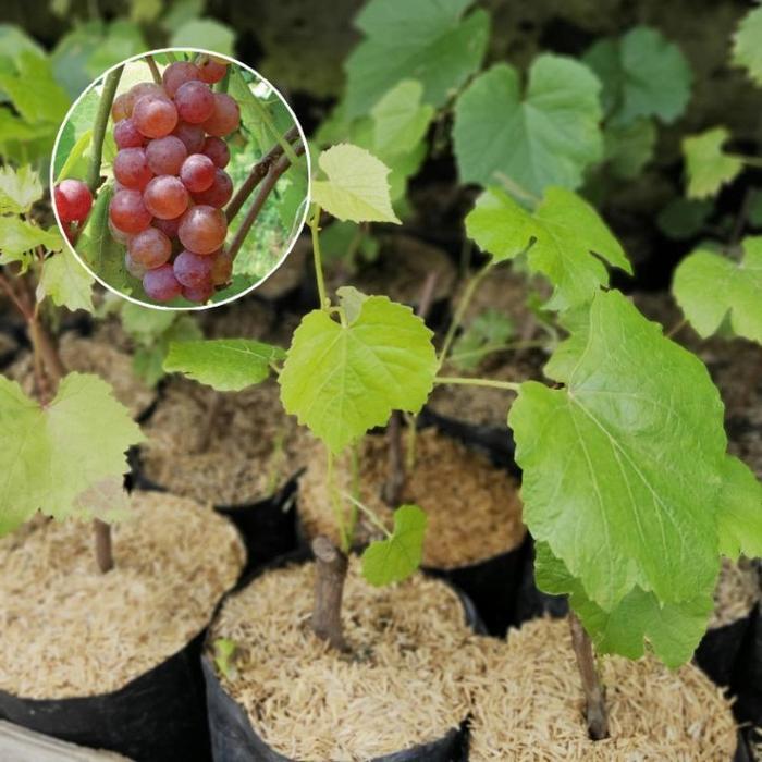 bibit anggur merah cepat berbuah tanaman buah HALAL