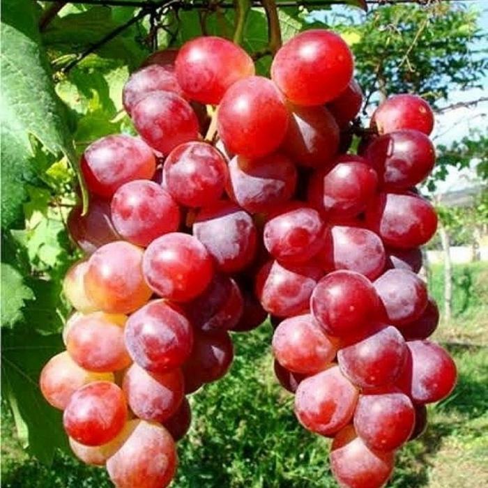 bibit tanaman buah anggur merah besar HALAL