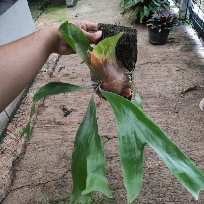 Tanaman Platycerium Stemaria remaja