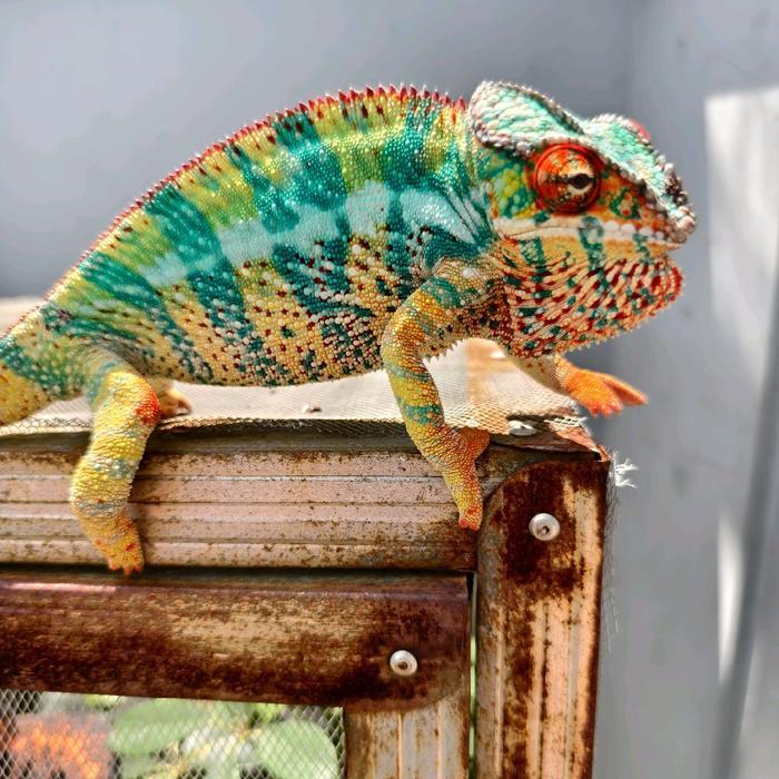 Mainan Panther Chameleon Ambilobe Jantan dan Betina