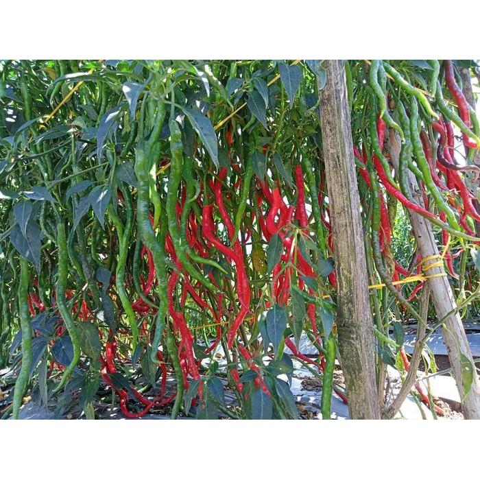 Benih Cabe Merah Keriting Tinggi 2 Meter Lokal Legum 10 Gram - Cmk Lokal Legum - Bibit Cabai Siboras