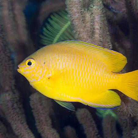 yellow damsel / lemon damsel / betok kuning