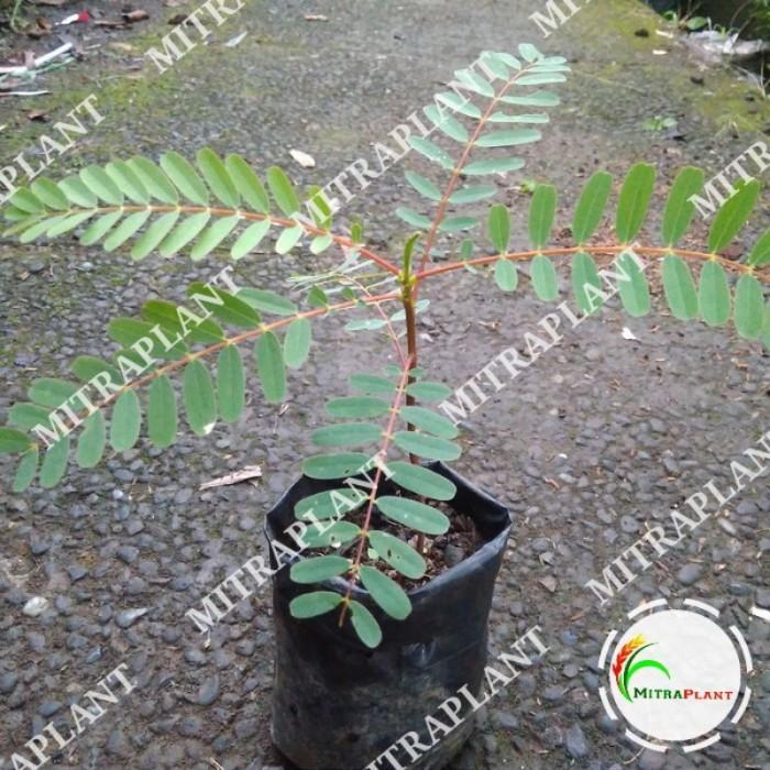 Terlaris Terlaris Bibit Pohon Bunga Turi Merah - Tanaman Kembang Turi