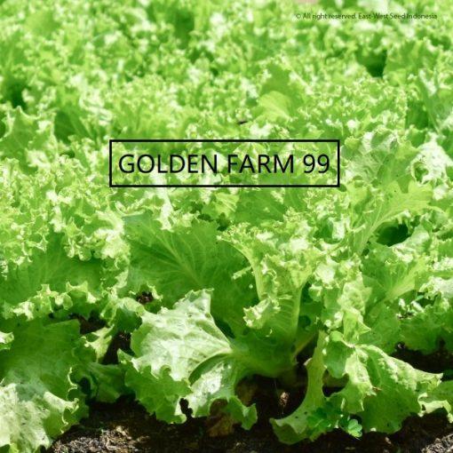 Bisa Grab Benih Lettuce New Grand Rapid - Hidro Seed