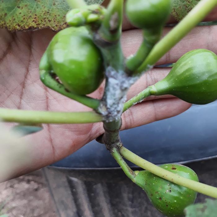 BISA COD AHA Bio Herbal Anti Hama Alami Organik Pestisida Alami Daun Mimba