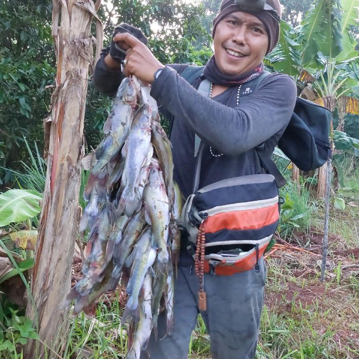 BISA COD umpan pancing kucur super Kacong steven PRODUCTION, Yg diracik oleh pakar yg berpengalaman,