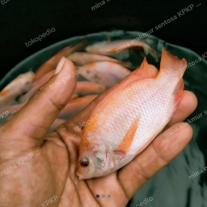 paket bibit ikan nila gesit warna isi 50 ekor ukuran 2-3 jari