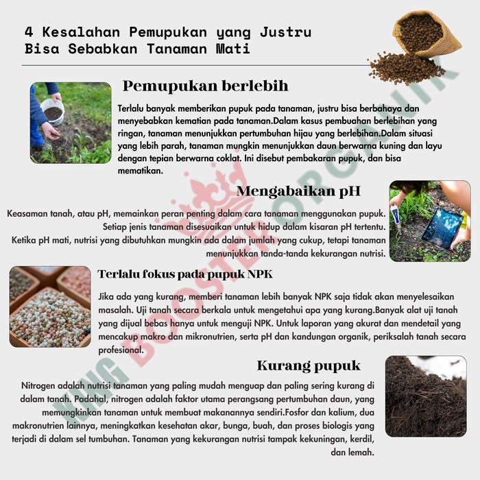 Pupuk Pelebat Pepaya Booster Pepaya Organik Cepat Berbuah Lebat Pupuk Perangsang Buah Lebat Pepaya