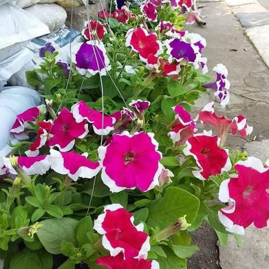 TANAMAN HIAS GANTUNG BUNGA PETUNIA INC POT
