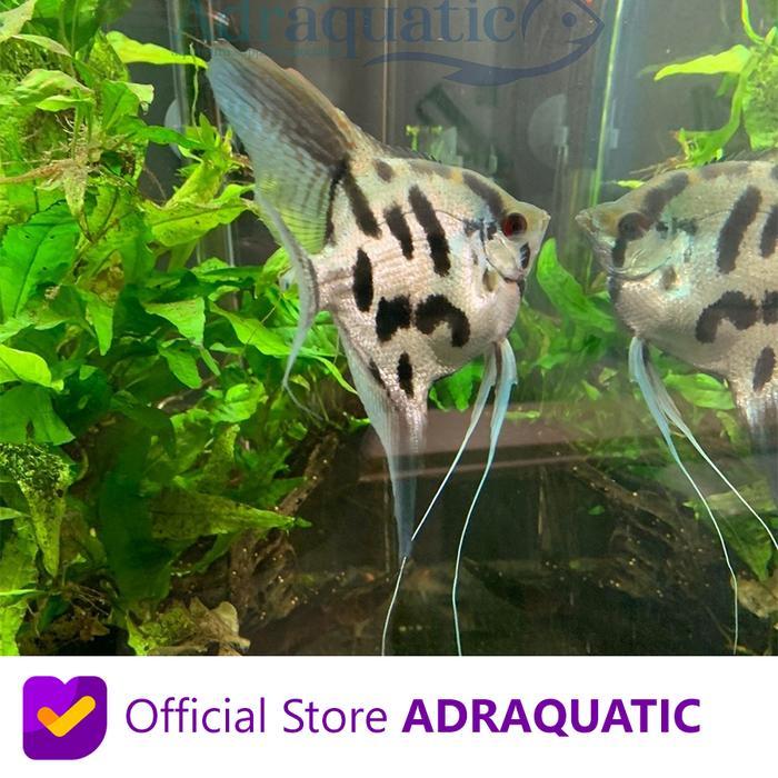 Terlaris Ikan Hias Manfish Clown Angelfish Air Tawar