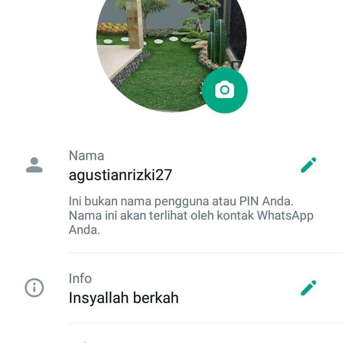 tanaman bonsai anting putri batang besar/ pohon bonsai anting putri