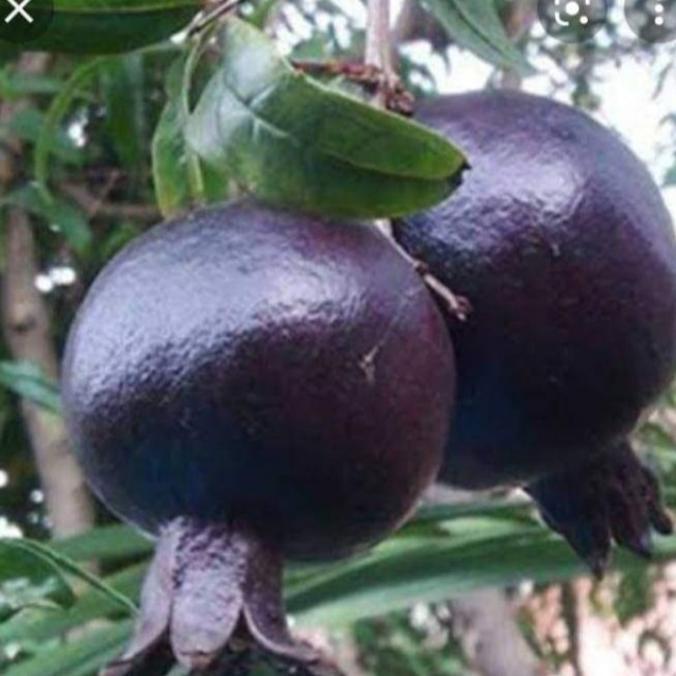 bibit tanaman buah delima hitam siap berbunga dan berbuah ATZ super