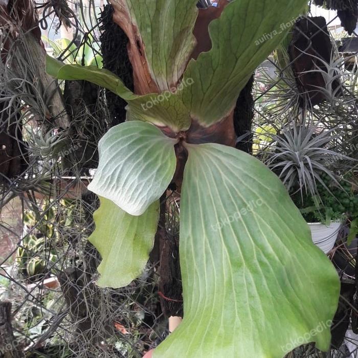 platycerium elephantotis 01