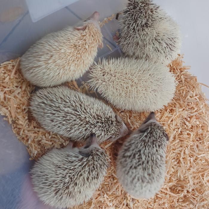 Landak mini umur 3,5 bulan
