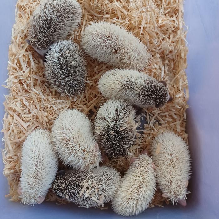 Landak mini anakan jenis albino,pinto,saltpaper,tobiano dll + bonus
