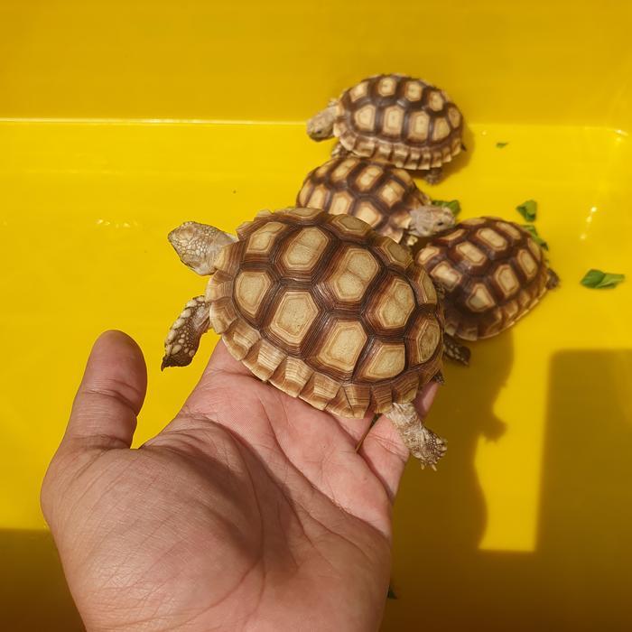 Kura-kura Darat Sulcata 9-10cm