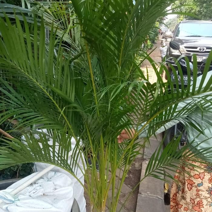 Tanaman Palem Kuning/Palem Kuning Rimbun/Palem Komodor