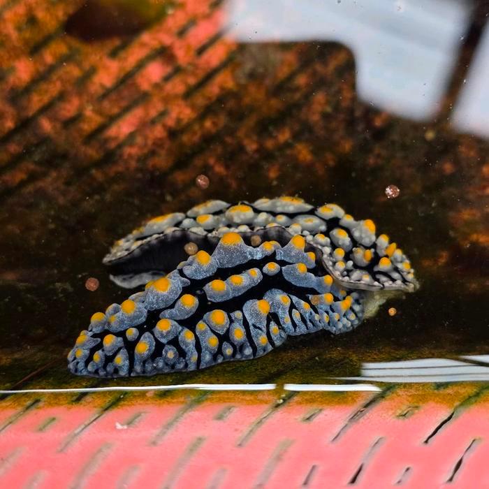 lintah jagung air laut invert pembersih lumut. seahare jagung.