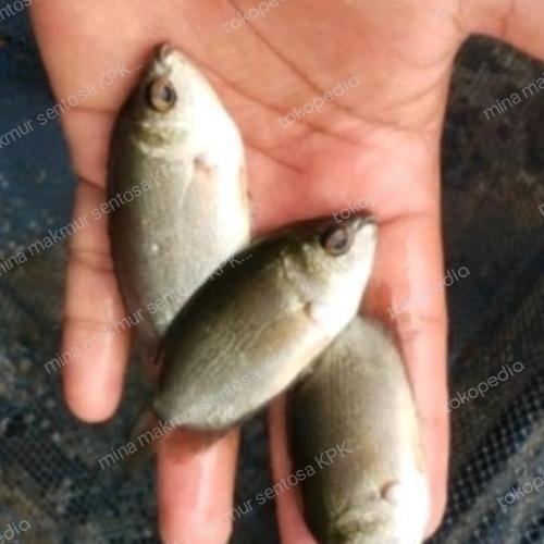 paket bibit ikan tembakang isi 50 ekor ukuran 2 jari