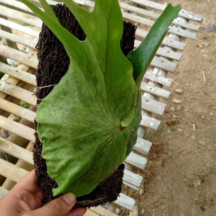 Tanaman hias platycerium superbum