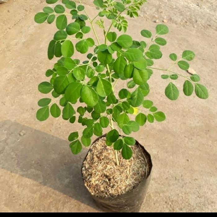 Bibit Kelor/ Bibit Pohon Kelor/ Bibit Daun Kelor Herbal HALAL