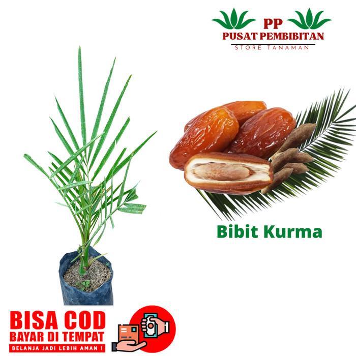 bibit kurma tropis indonesia pohon kurma tropis bibit kurma SSSS