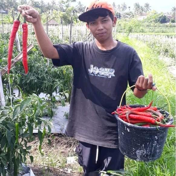 Qsuka' Benih Cabai Besar Super Pasti Promo