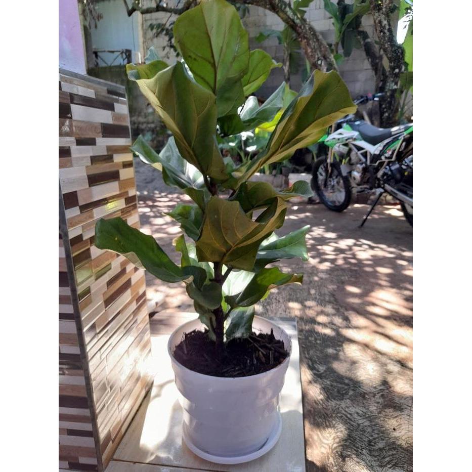 ketapang biola cantik // pohon ketapang biola cantik tinggi 1 meter