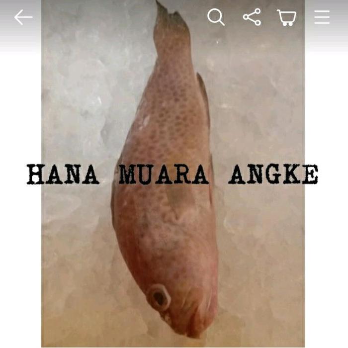 Promo IKAN KRAPU FRESH 550GR HANA MUARA ANGKE Terlaris
