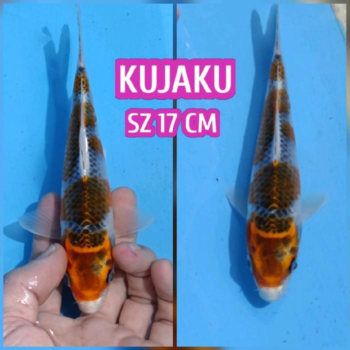 Terlaris Ikan Koi Blitar Kujaku Adajuga Chagoi Showa Kohaku Sanke Dll