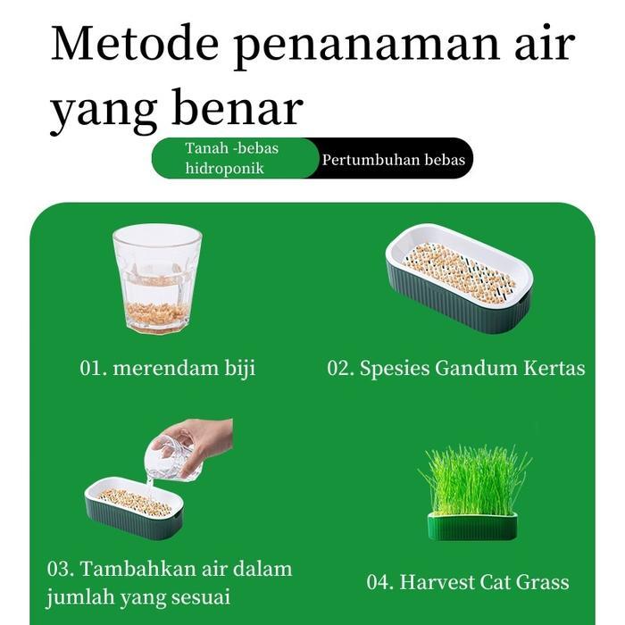 Rumput kucing Kit Penanaman Benih Rumput Kucing Rumput Gandum Kualitas Tinggi Rumput Kucing