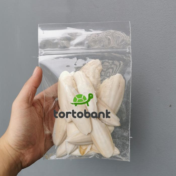CUTTLE FISH BONE - TULANG SOTONG SUPER - KALSIUM BURUNG / REPTIL