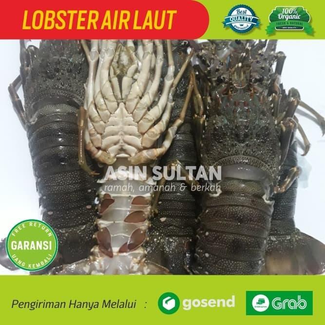 LOBSTER FRESH ISI 6 EKOR / LOBSTER LAUT SEGAR BESAR