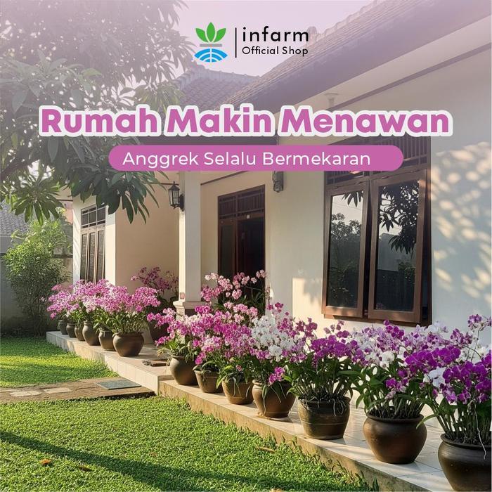 Infarm - Pupuk Anggrek Organik Langsung Pakai Pupuk Infarm Unggul Pupuk Bunga Anggrek Pupuk Anggrek