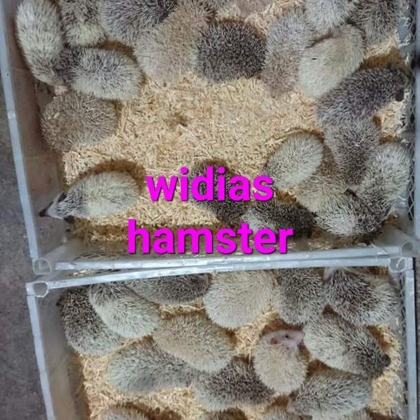 landak mini anakan 2bln hedgehog